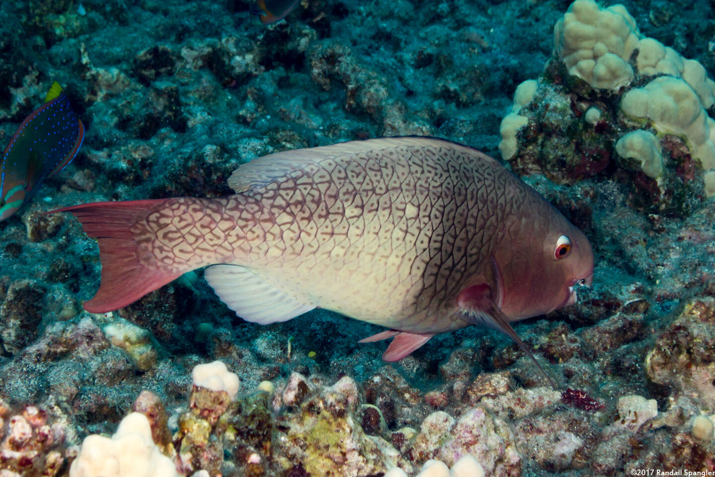 Scarus rubroviolaceus (Redlip Parrotfish)