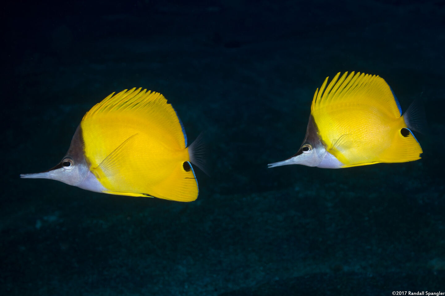 Forcipiger flavissimus (Common Longnose Butterflyfish)