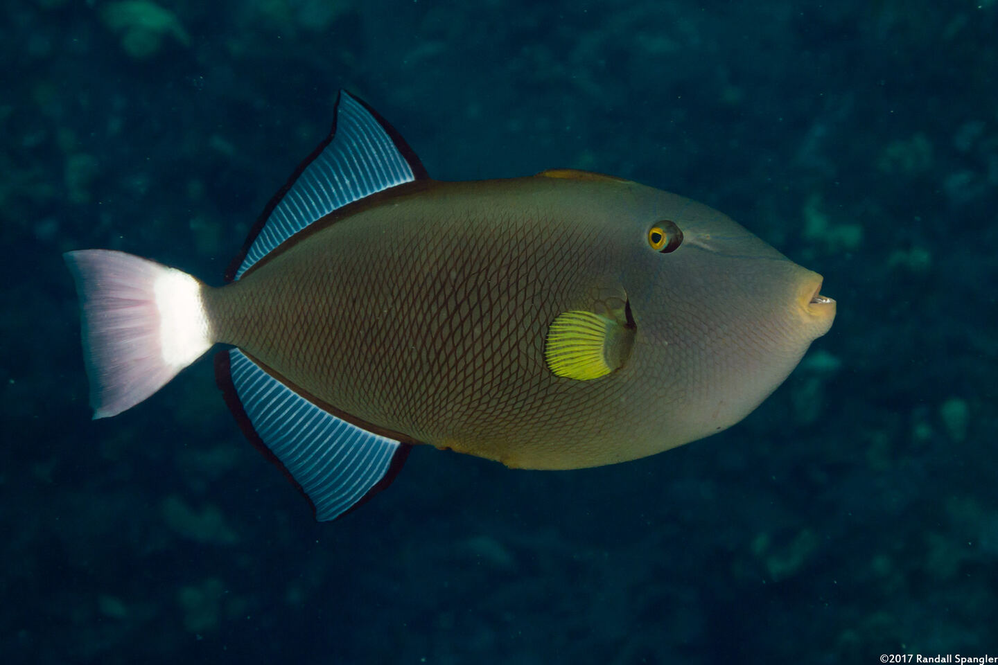 Melichthys vidua (Pinktail Triggerfish)