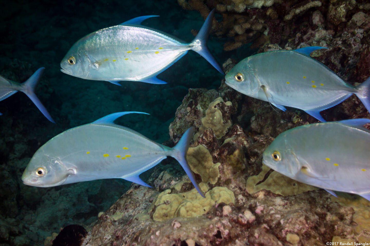 Carangoides orthogrammus (Island Jack)