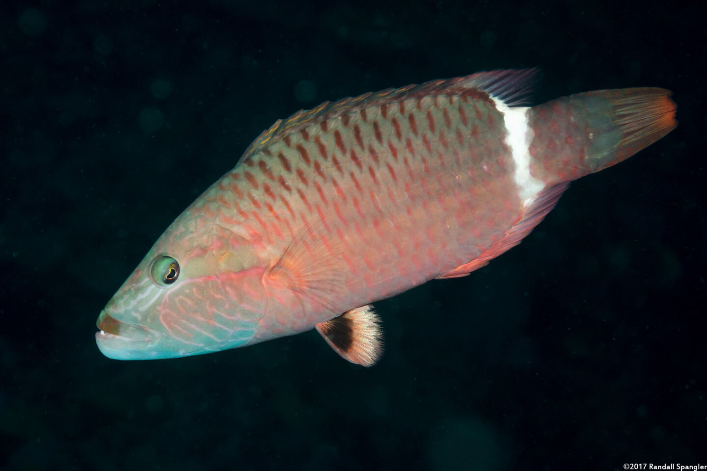 Oxycheilinus unifasciatus (Ringtail Wrasse)