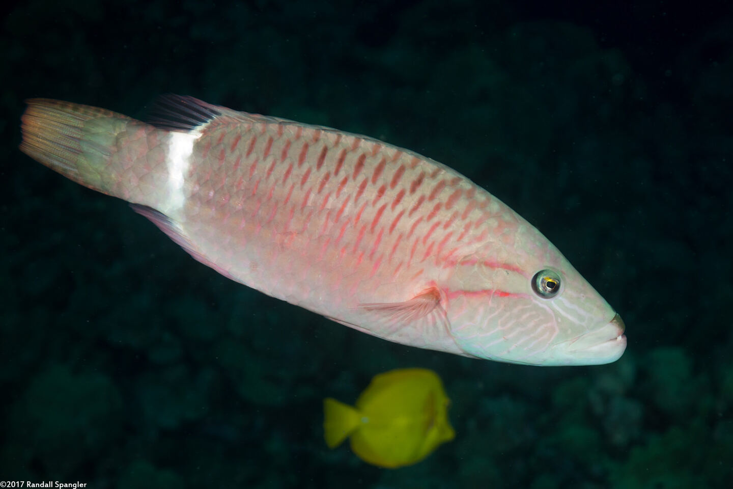 Oxycheilinus unifasciatus (Ringtail Wrasse)
