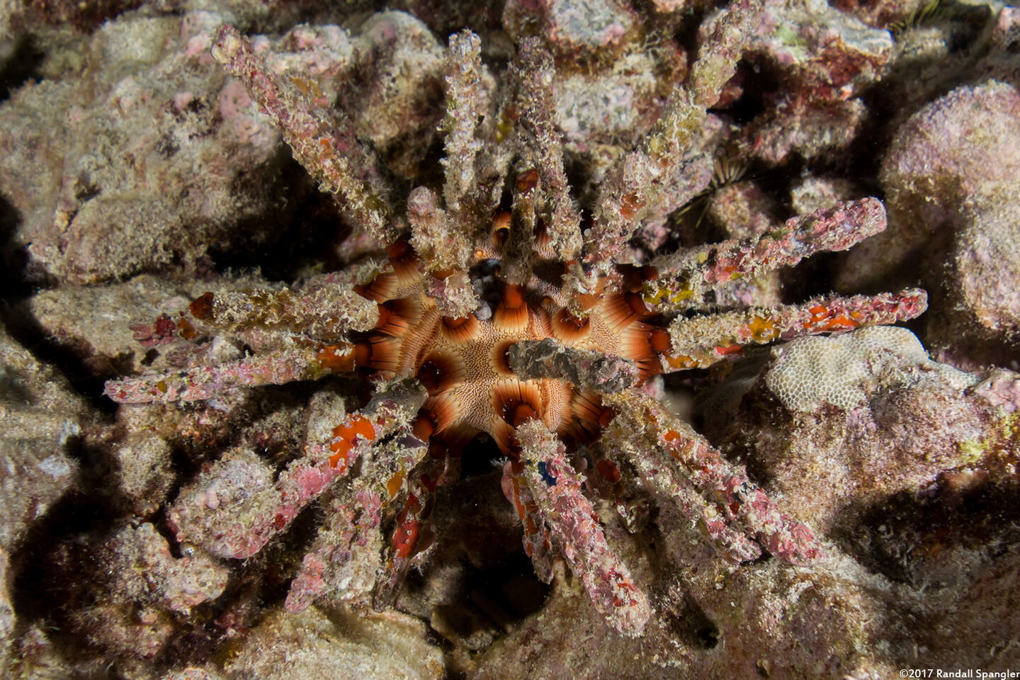 Chondrocidaris gigantea (Rough-Spined Urchin)