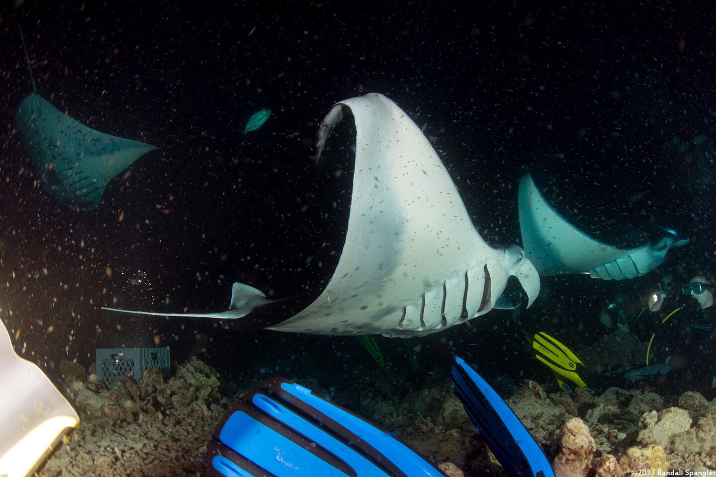 Mobula alfredi (Coastal Manta Ray)