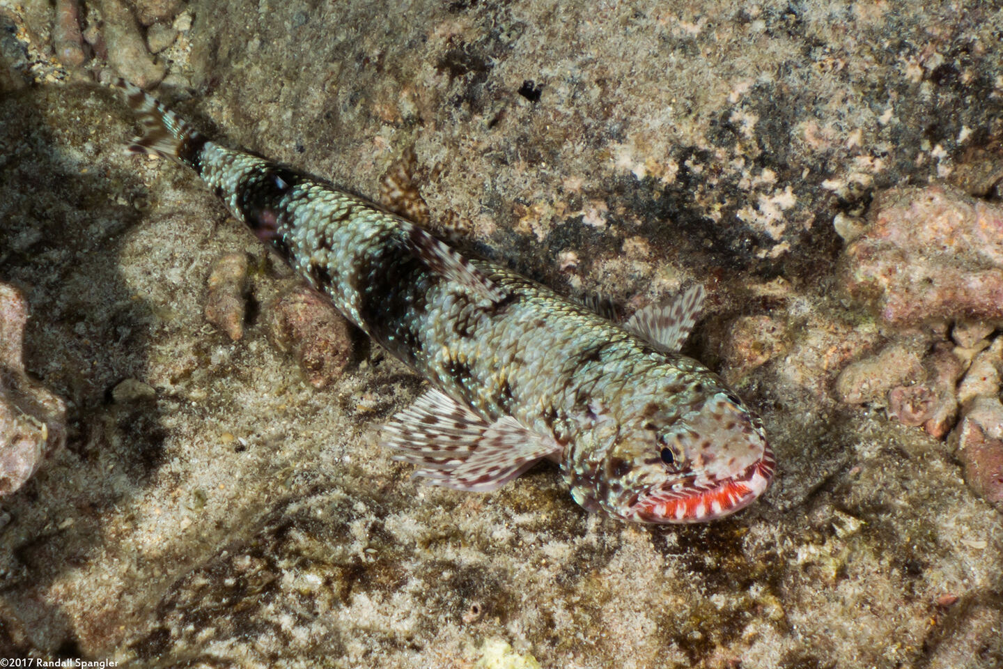 Saurida flamma (Orangemouth Lizardfish)