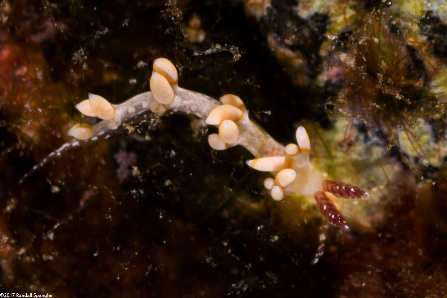 Facelinidae sp.1 (Facelinid sp.1)
