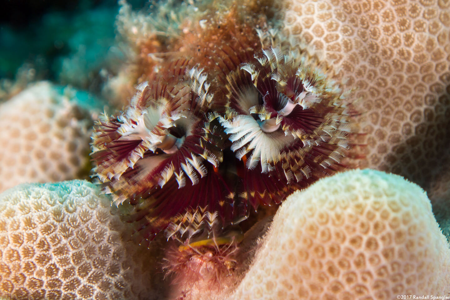 Spirobranchus sp.1 (Christmas Tree Worm)