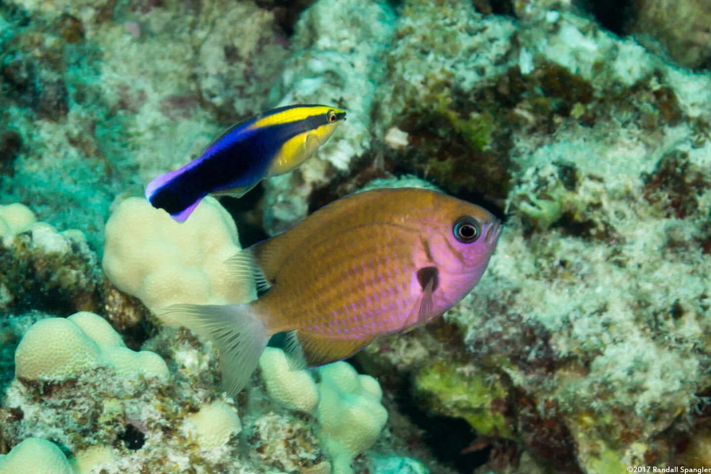 Chromis agilis (Agile Chromis)