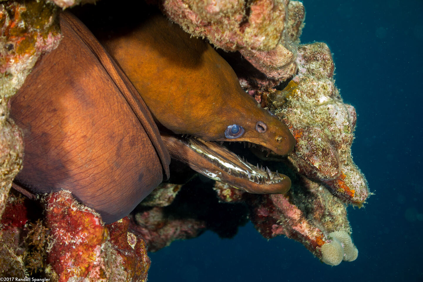 Enchelynassa canina (Viper Moray)