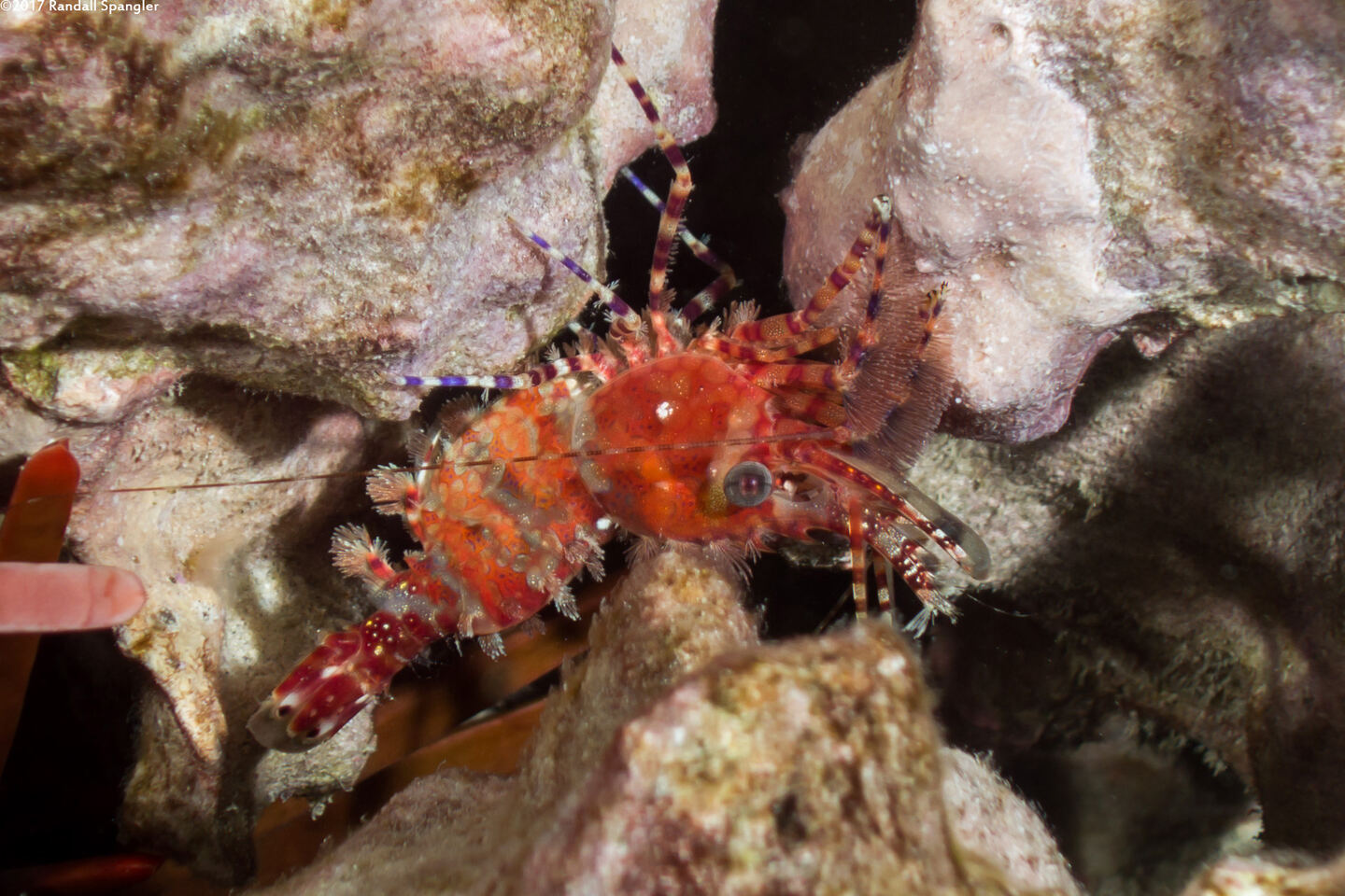 Saron marmoratus (Common Marbled Shrimp)