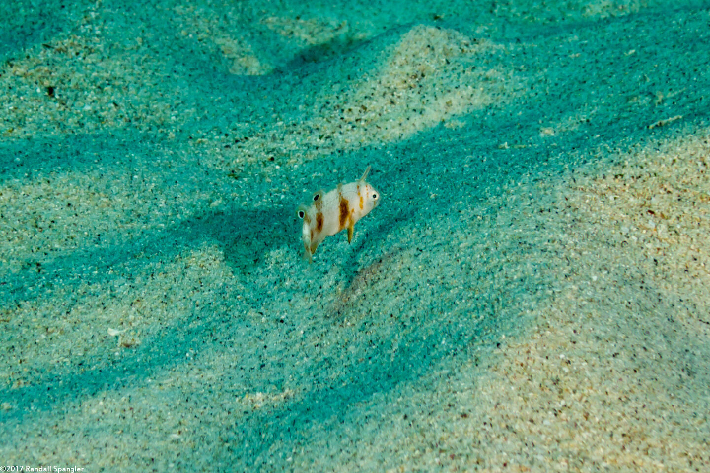 Iniistius umbrilatus (Blackside Razor Wrasse)