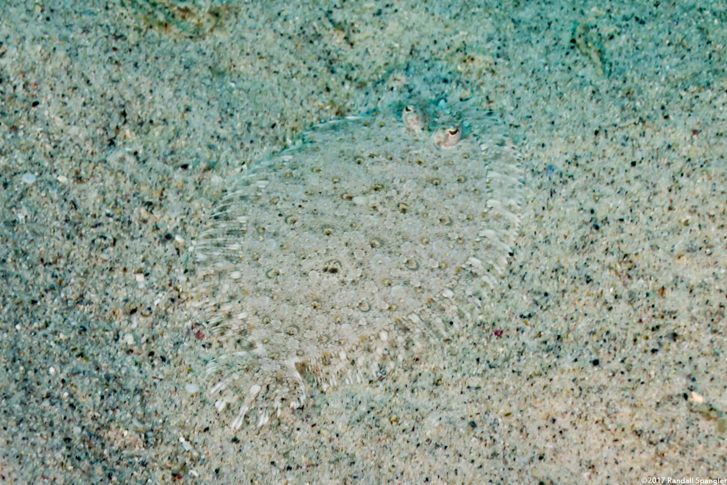 Bothus pantherinus (Panther Flounder)