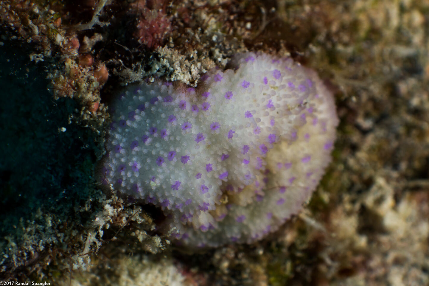 Montipora patula (Spreading Rice Coral)