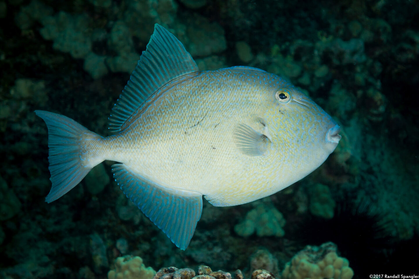 Balistes polylepis (Finescale Triggerfish)