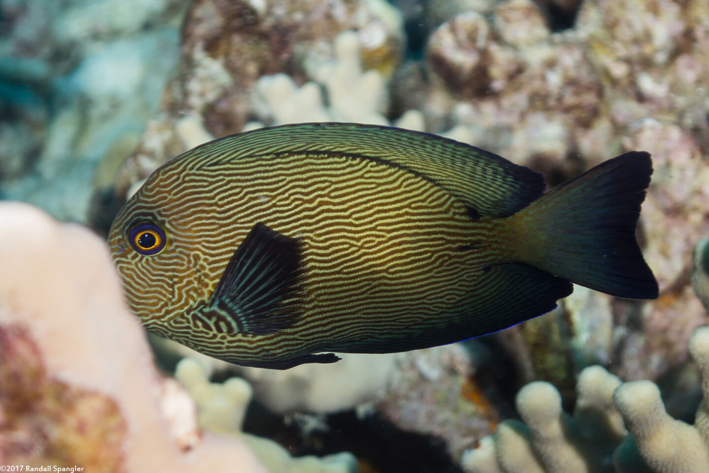 Ctenochaetus hawaiiensis (Black Surgeonfish)