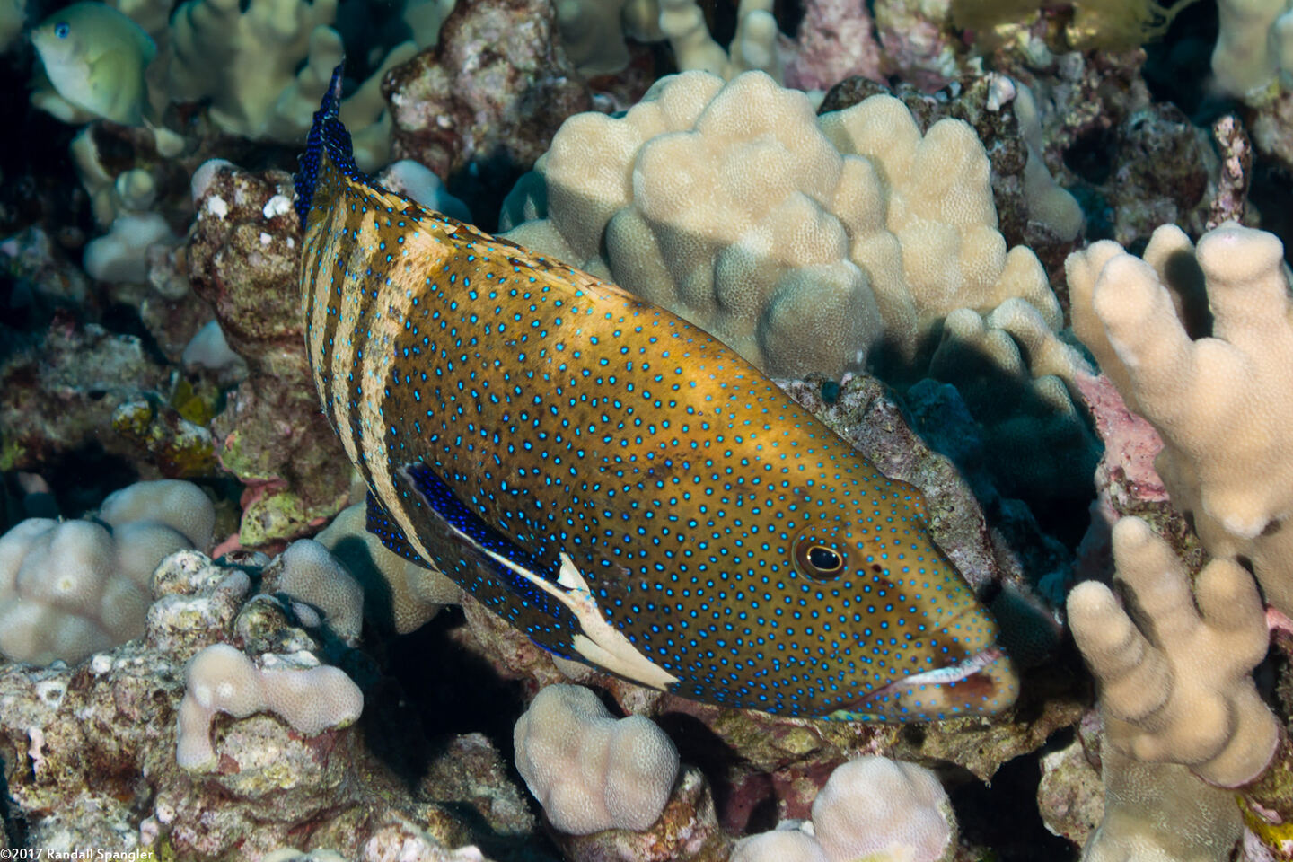 Cephalopholis argus (Peacock Grouper)