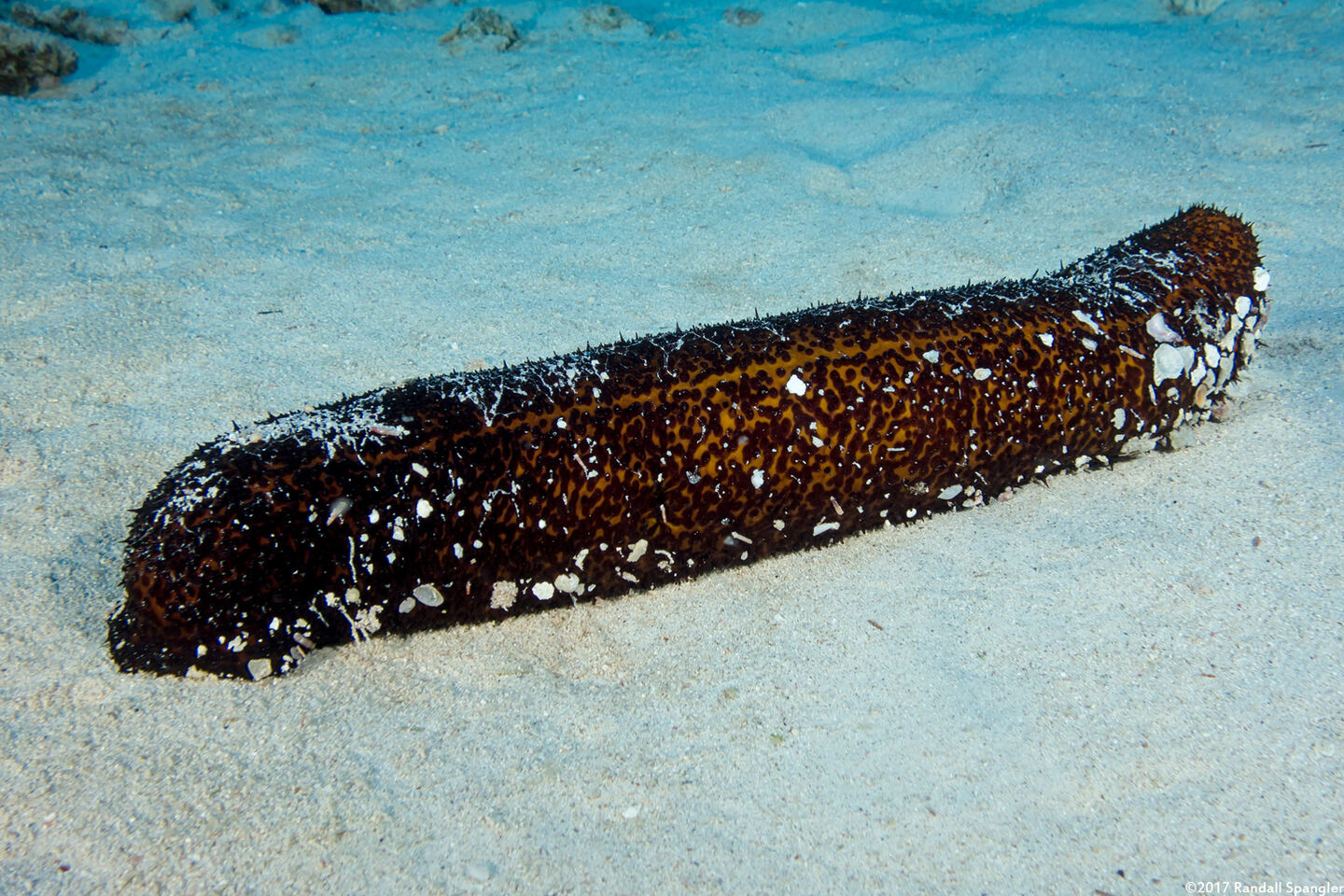 Bohadschia paradoxa (Paradoxical Sea Cucumber)