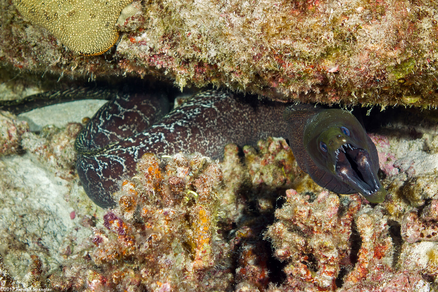 Gymnothorax undulatus (Undulated Moray)