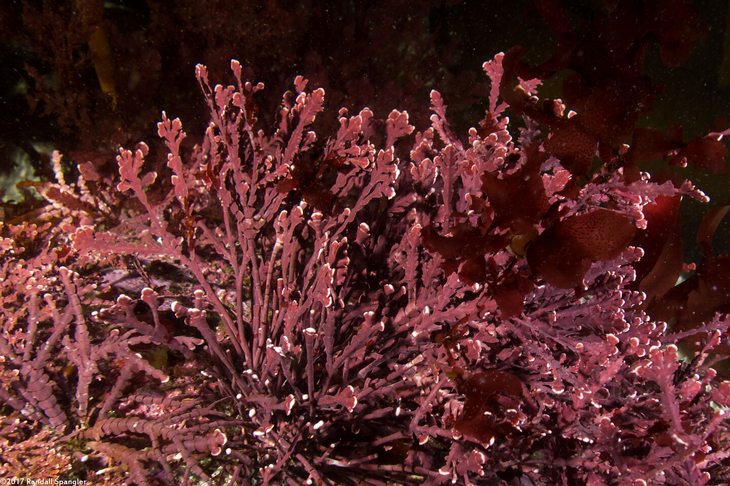 Calliarthron sp.1 (Articulated Coralline Algae)