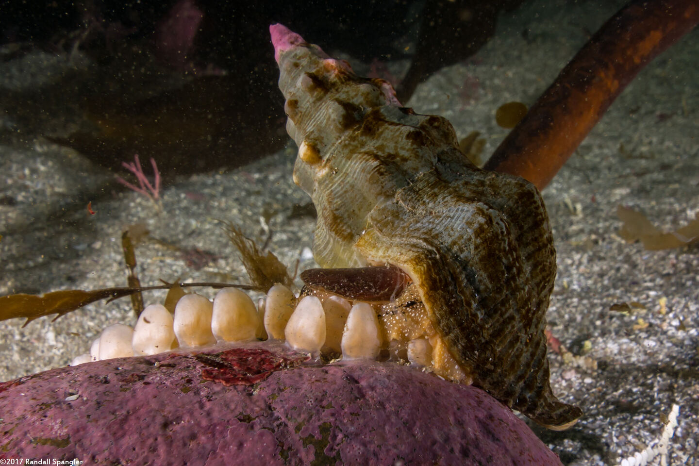Kelletia kelletii (Kellet's Whelk); Laying eggs