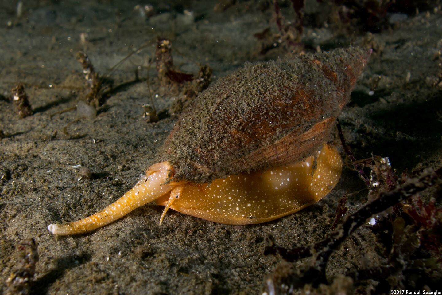 Megasurcula carpenteriana (Carpenter's Turrid)