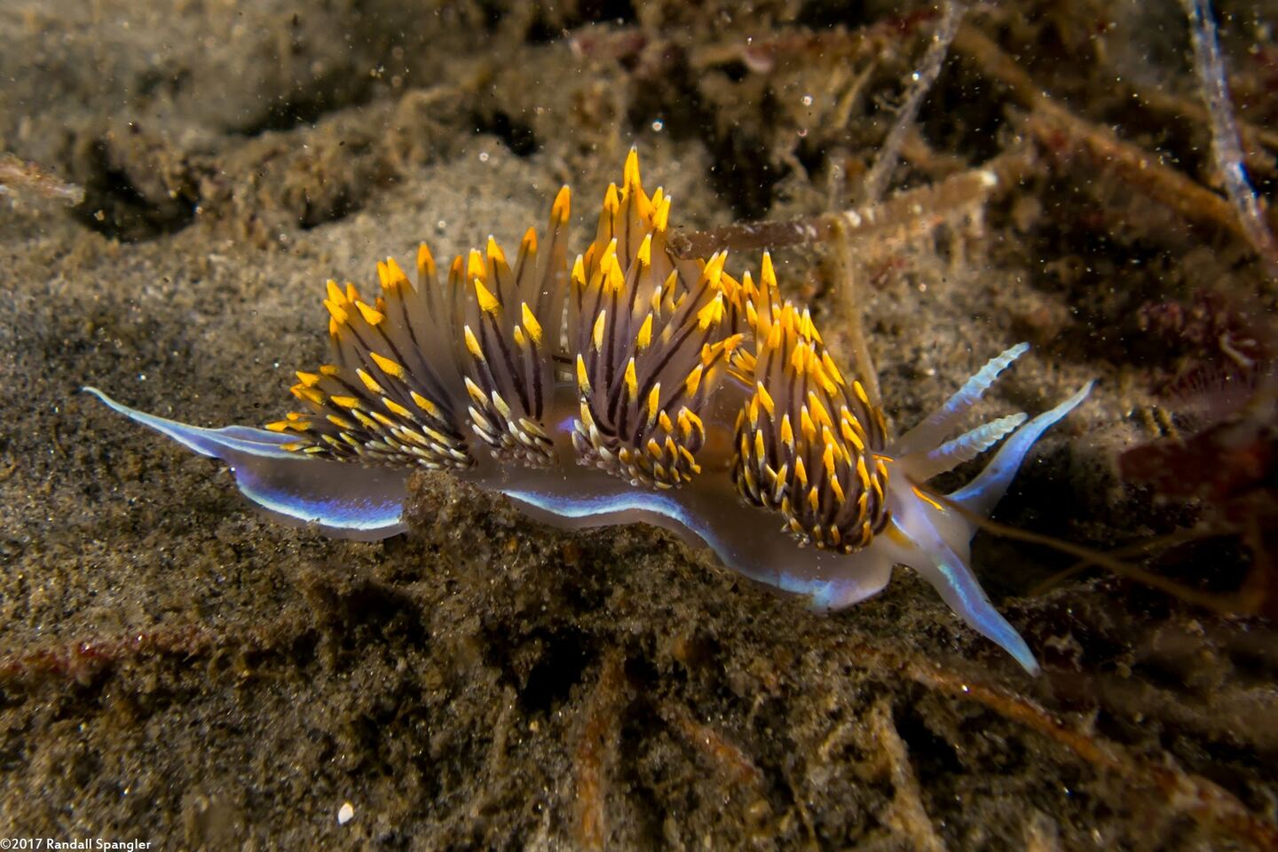 Hermissenda opalescens (Opalescent Nudibranch)