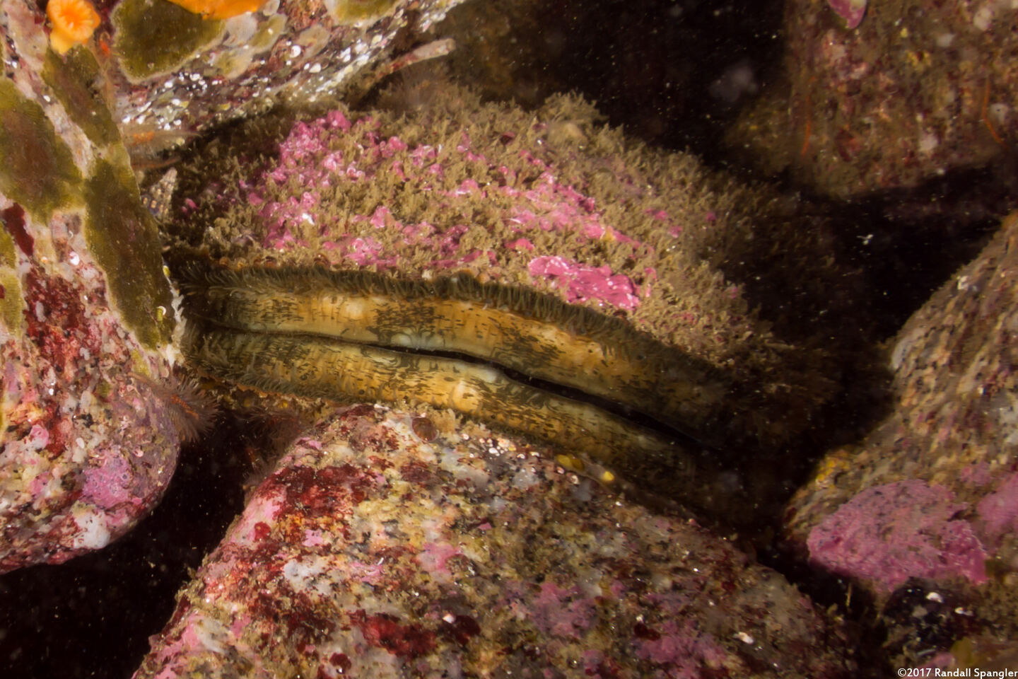Crassadoma gigantea (Rock Scallop)