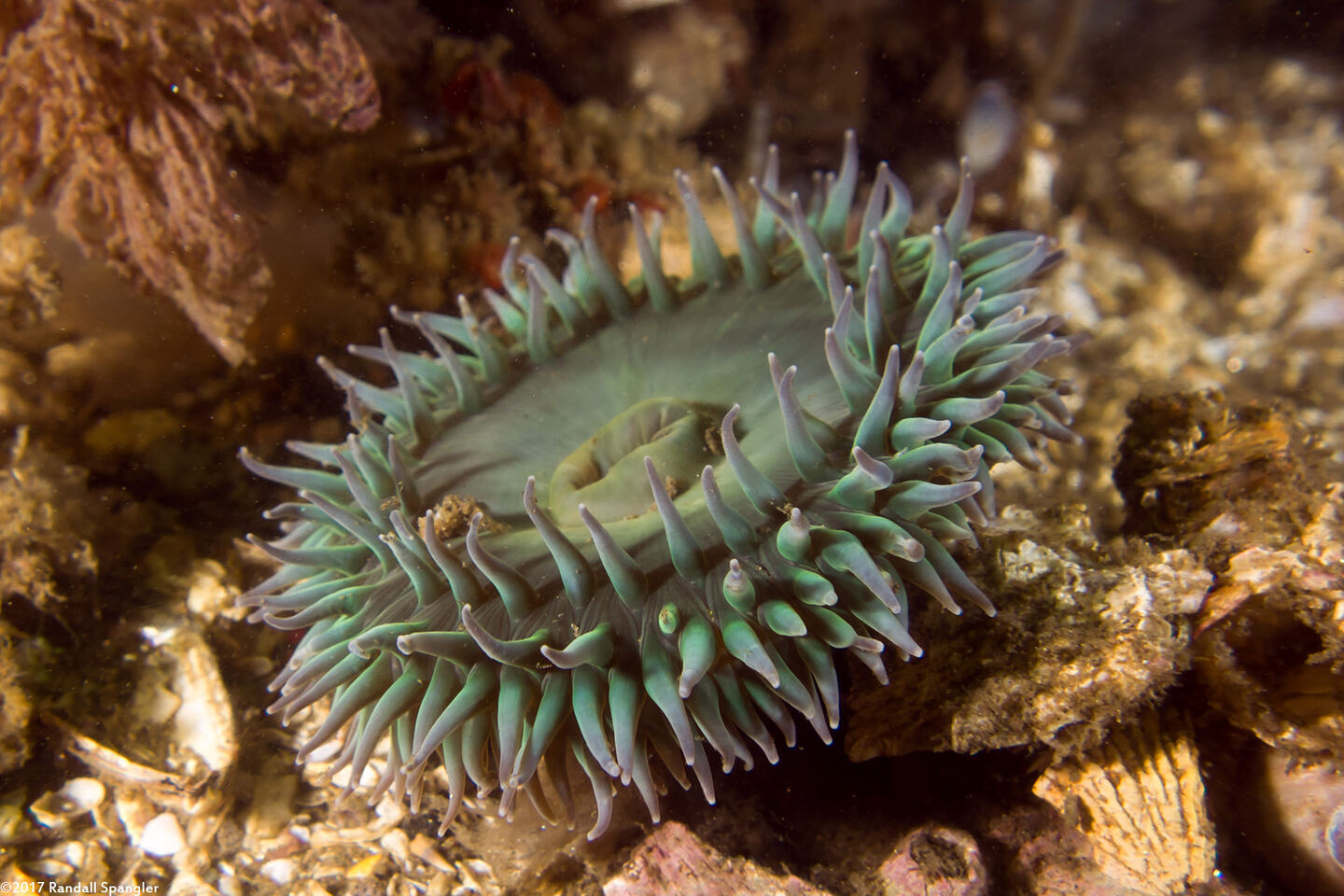 Anthopleura xanthogrammica (Giant Green Anemone)