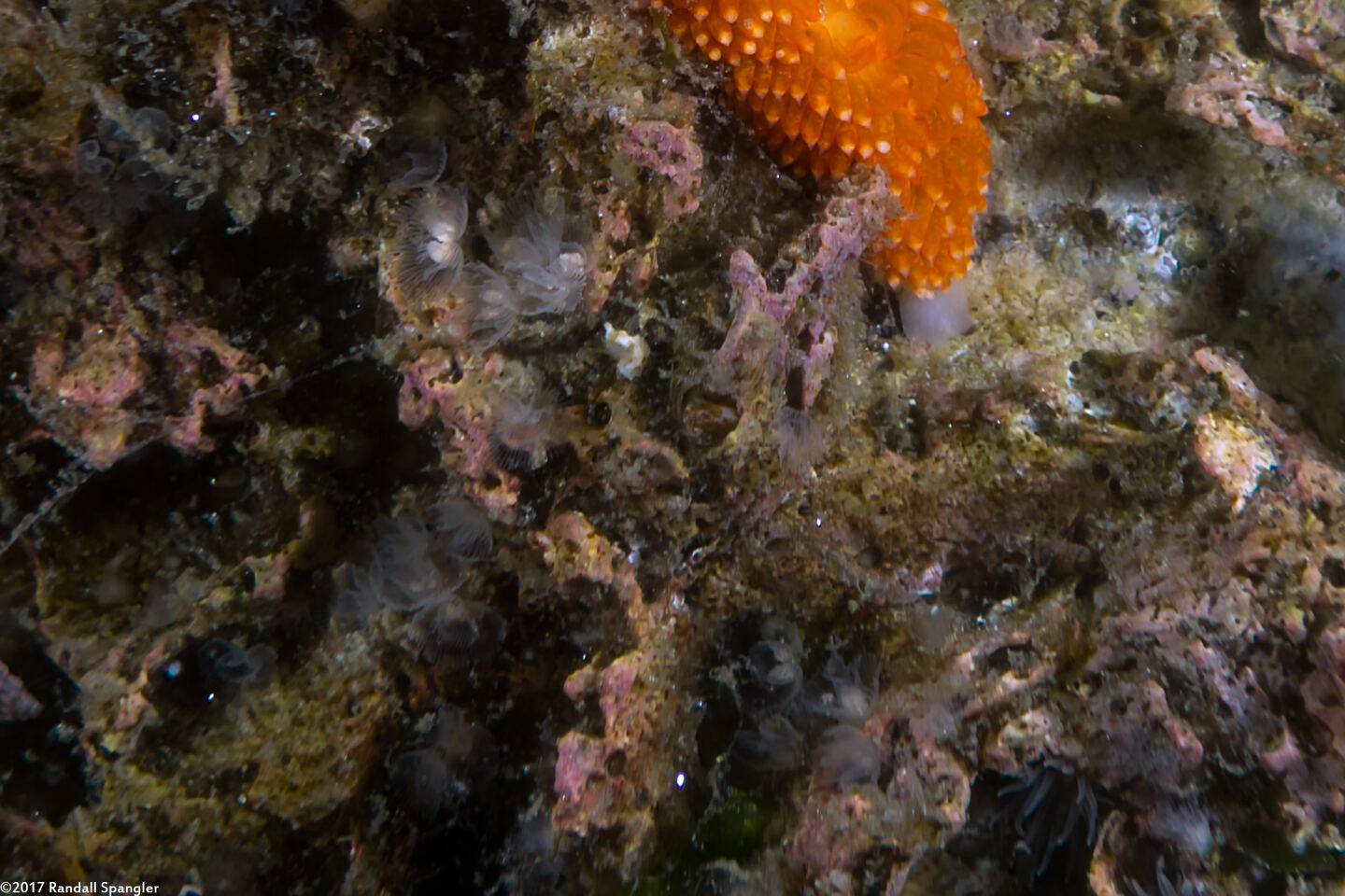 Phoronis ijimai (Vancouver Phoronid)