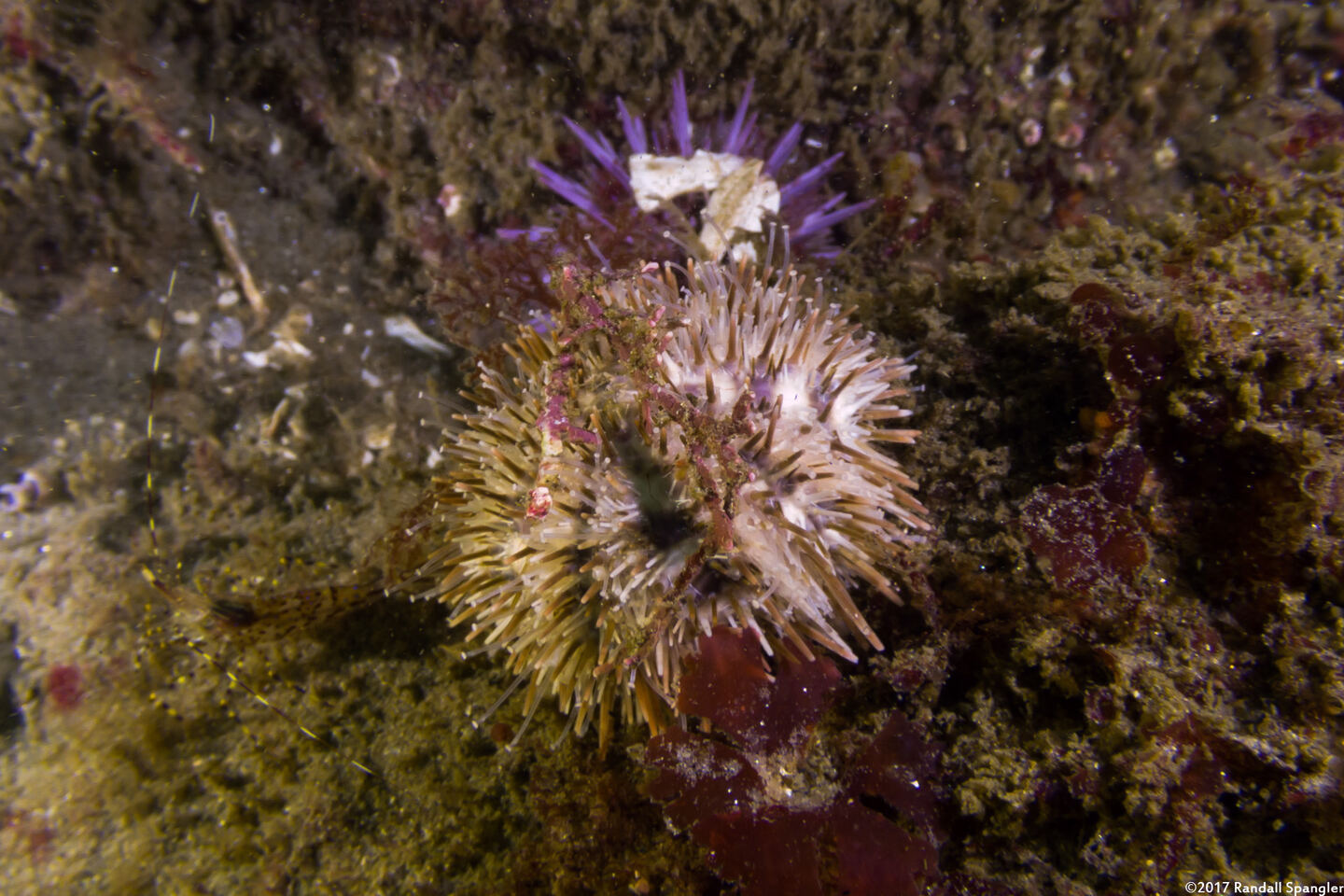 Lytechinus pictus (White Sea Urchin)