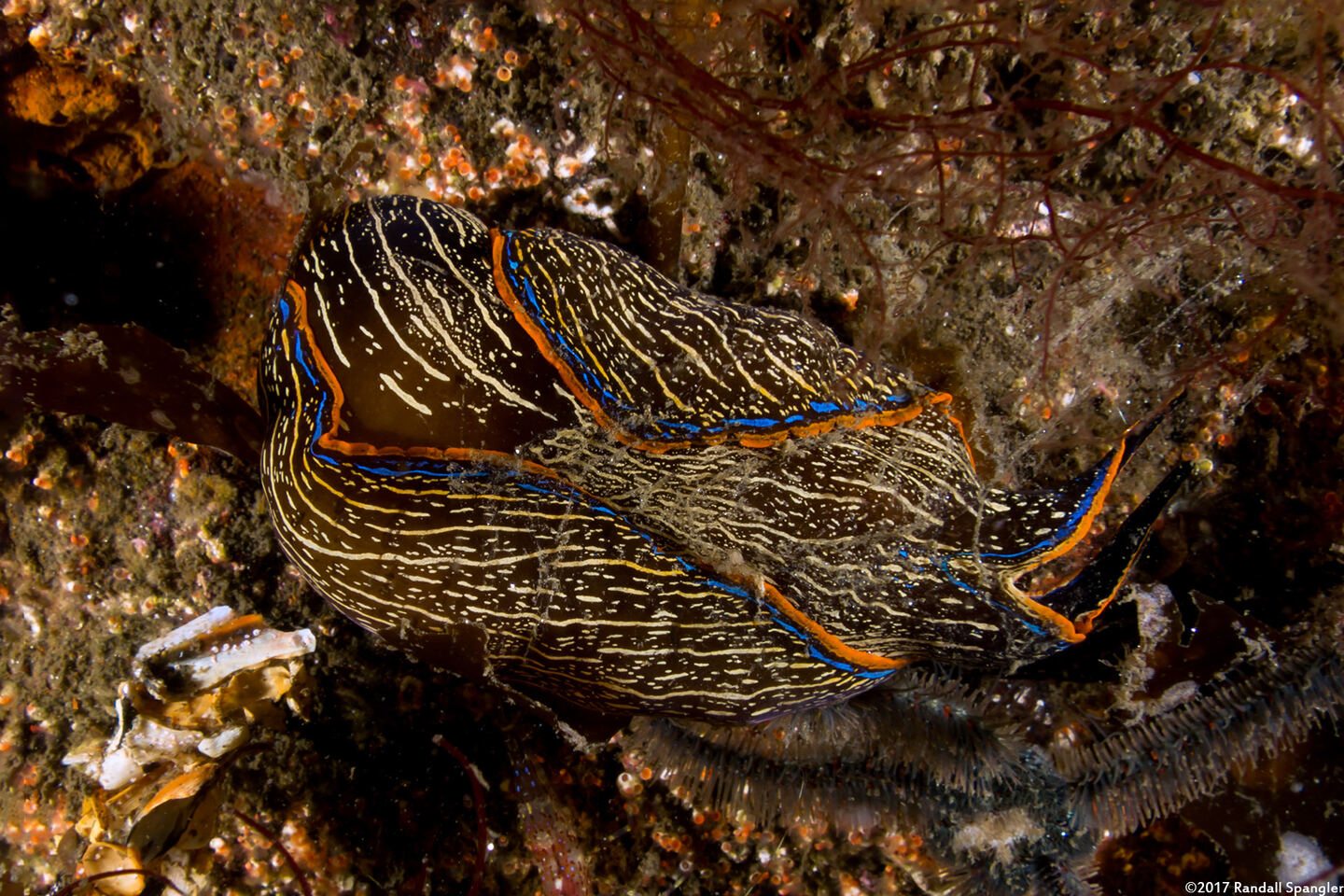 Navanax inermis (Navanax)