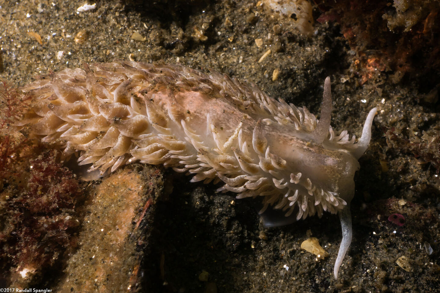 Aeolidia loui (Shag-Rug Aeolid)