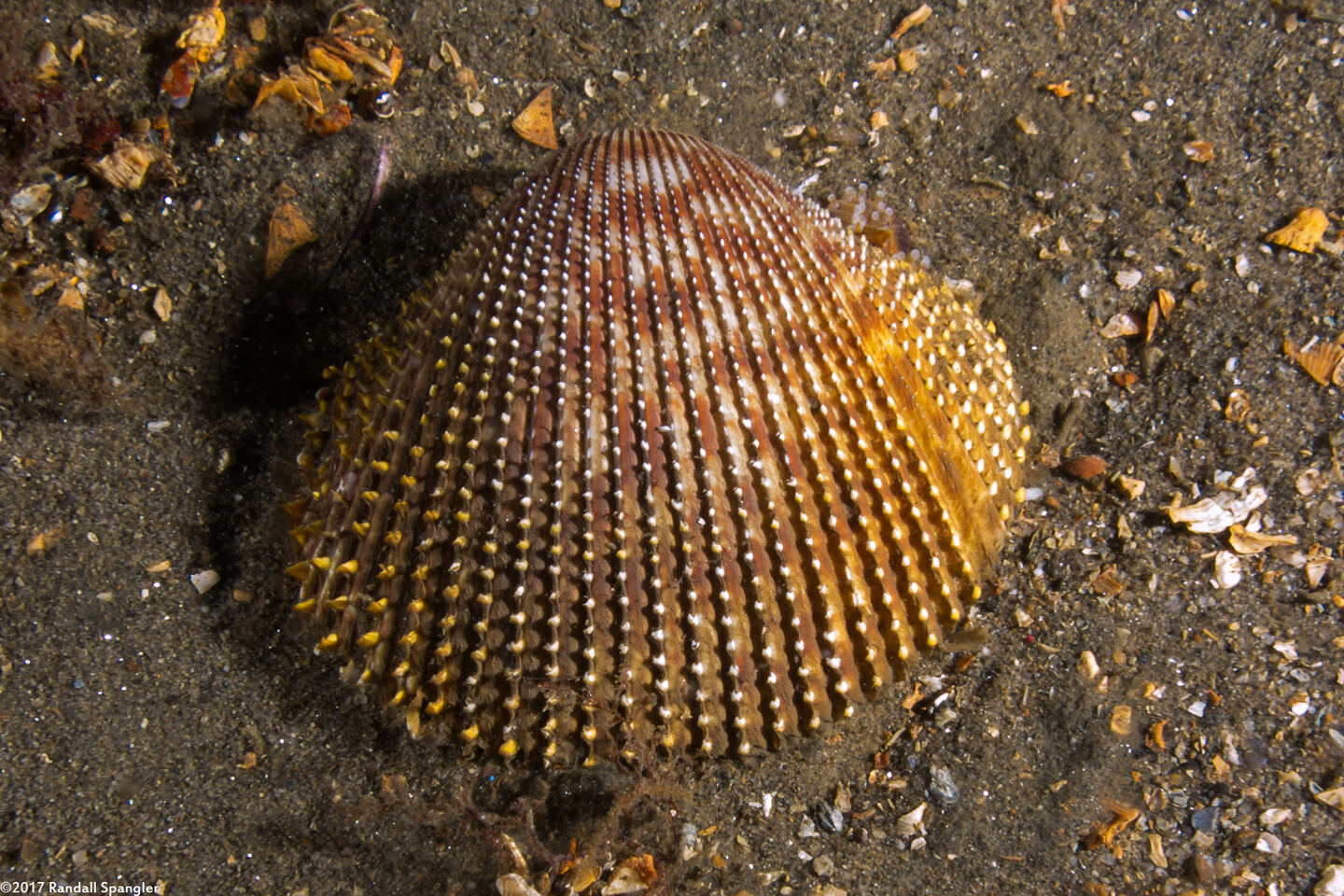 Dallocardia quadragenaria (Spiny Pricklycockle)