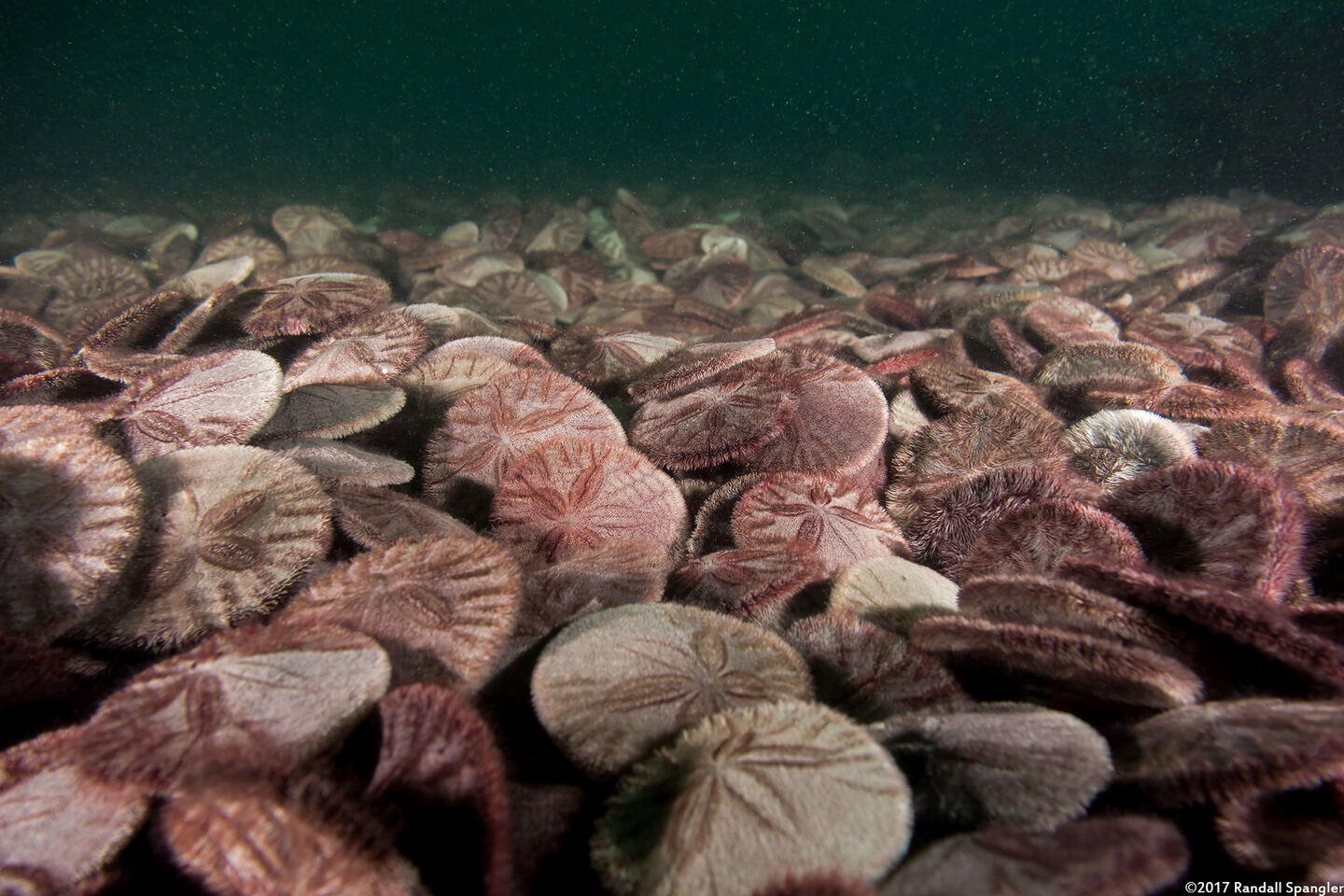 Dendraster excentricus (Sand Dollar); Dense bed