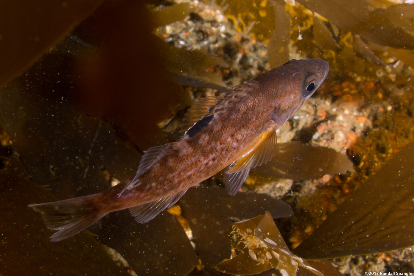 Sebastes flavidus (Yellowtail Rockfish)