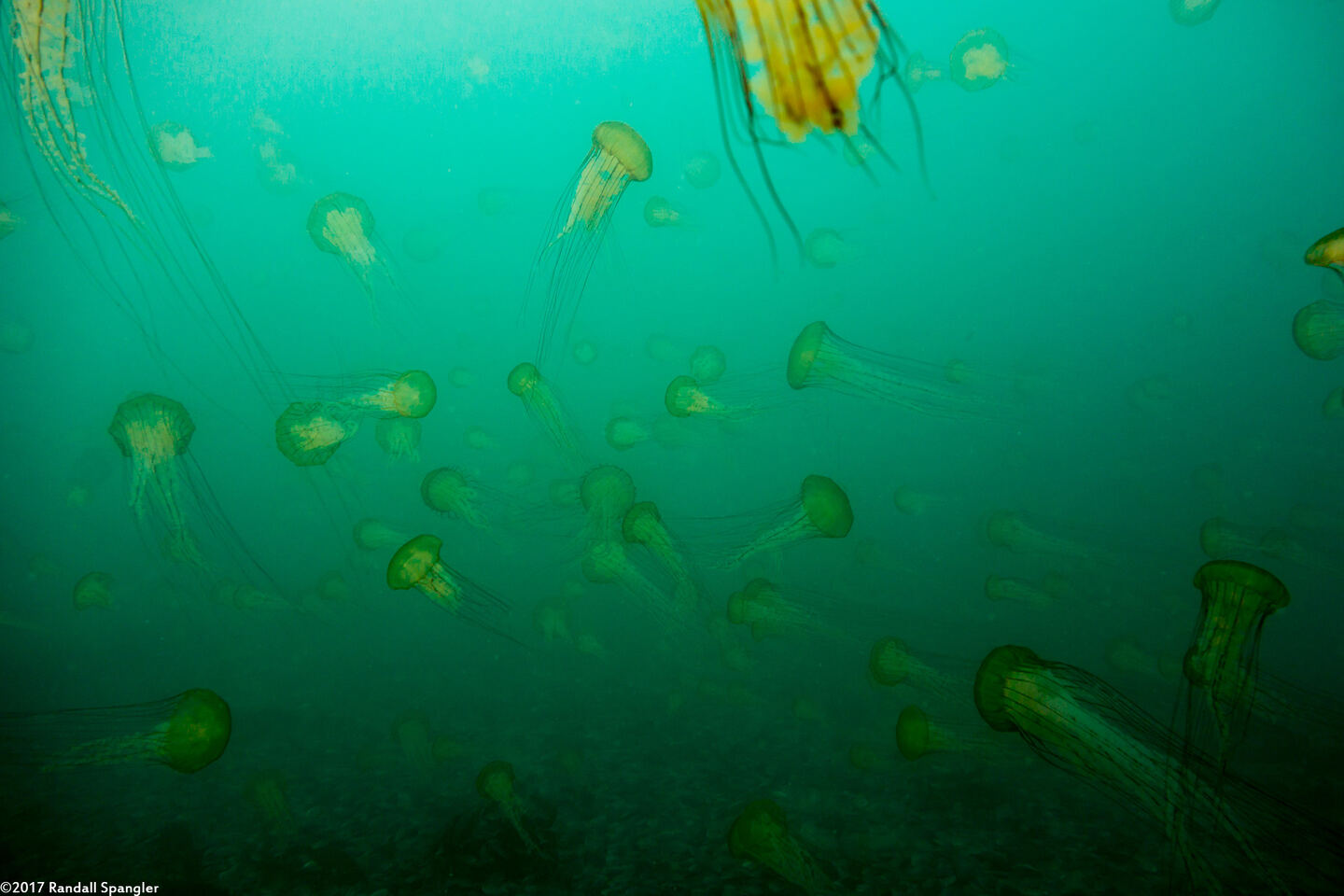 Chrysaora fuscescens (Brown Jellyfish); Jellyfish swarm