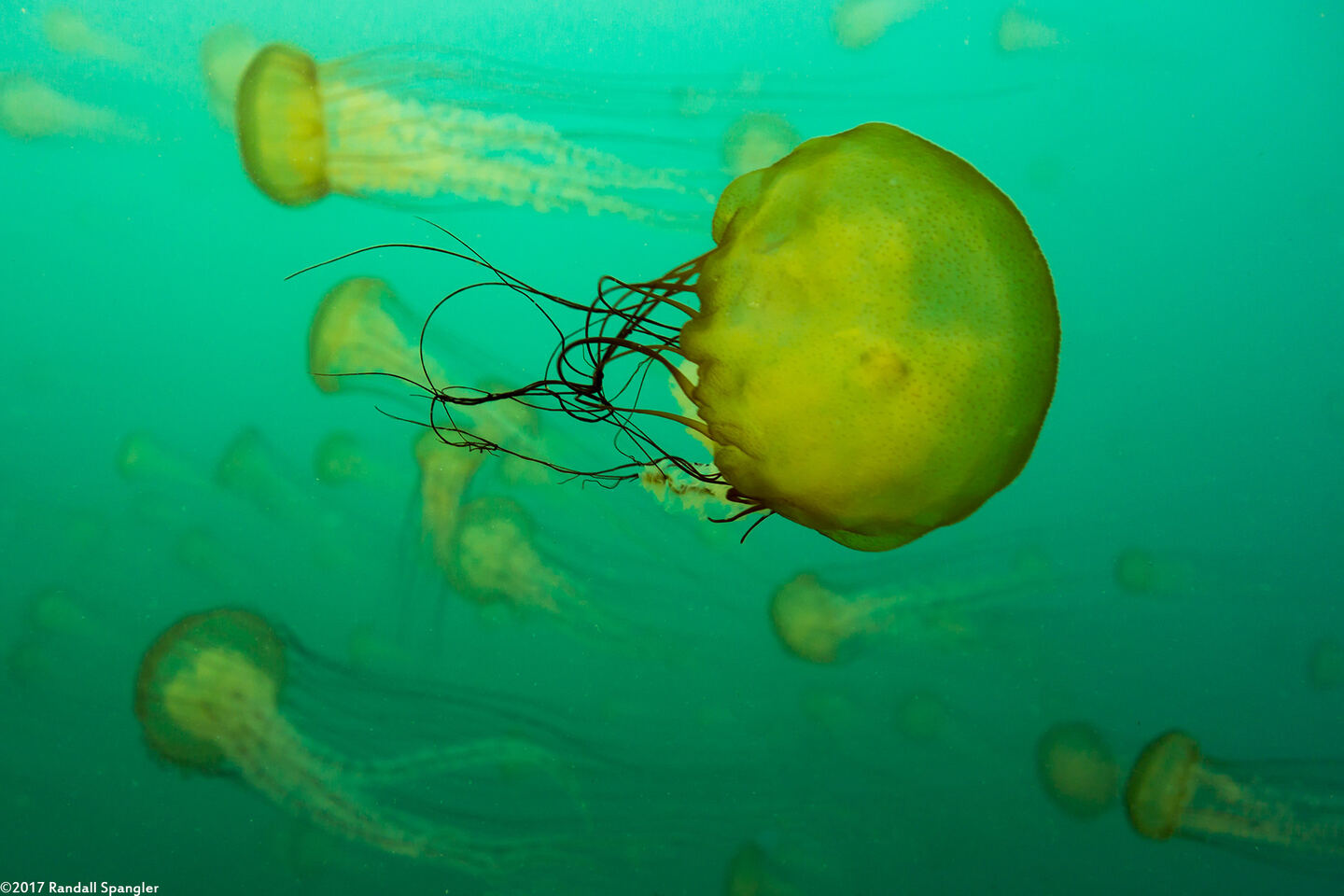 Chrysaora fuscescens (Brown Jellyfish); Jellyfish swarm