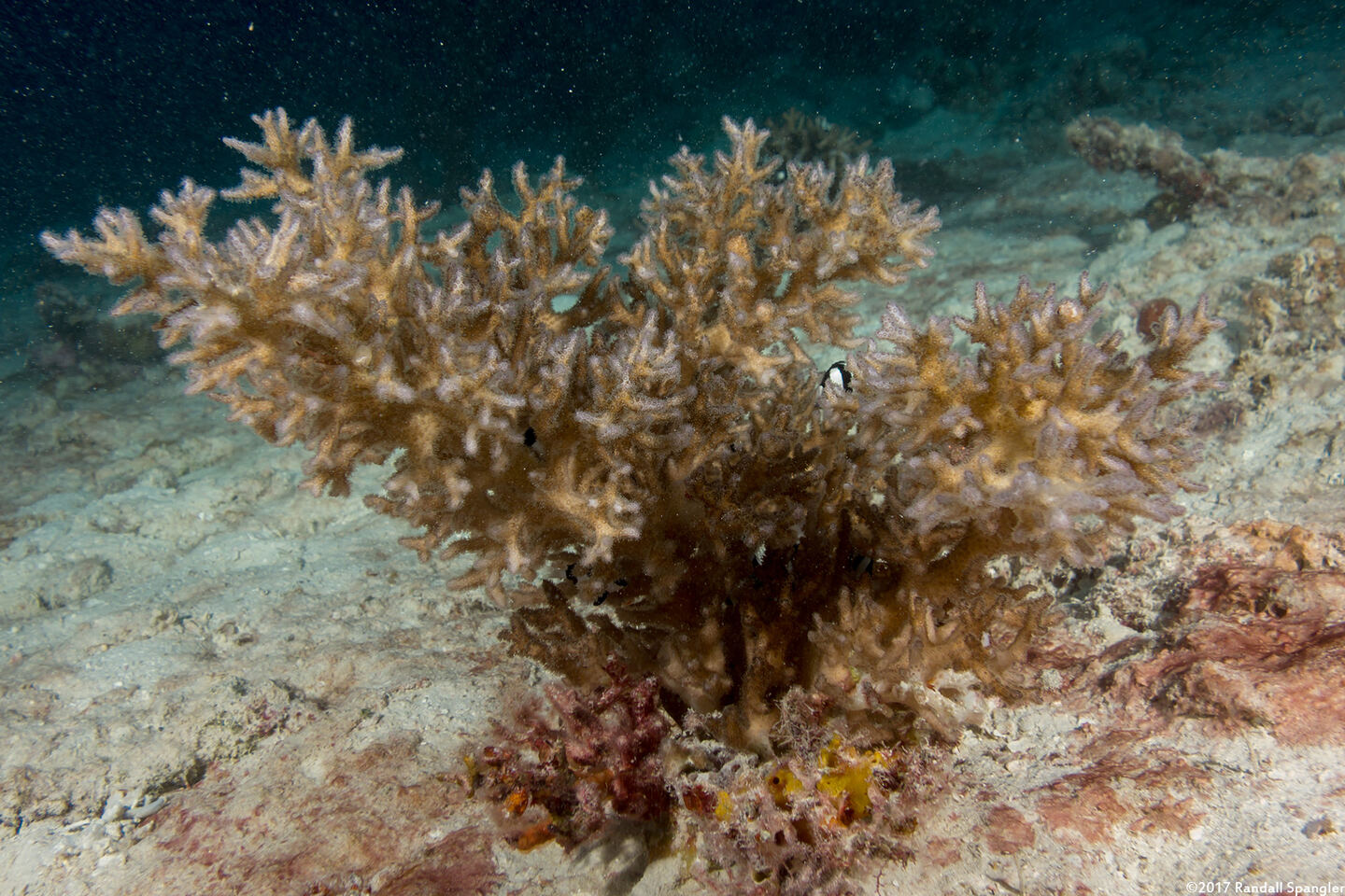 Seriatopora guttata (Dotted Seriatopora)