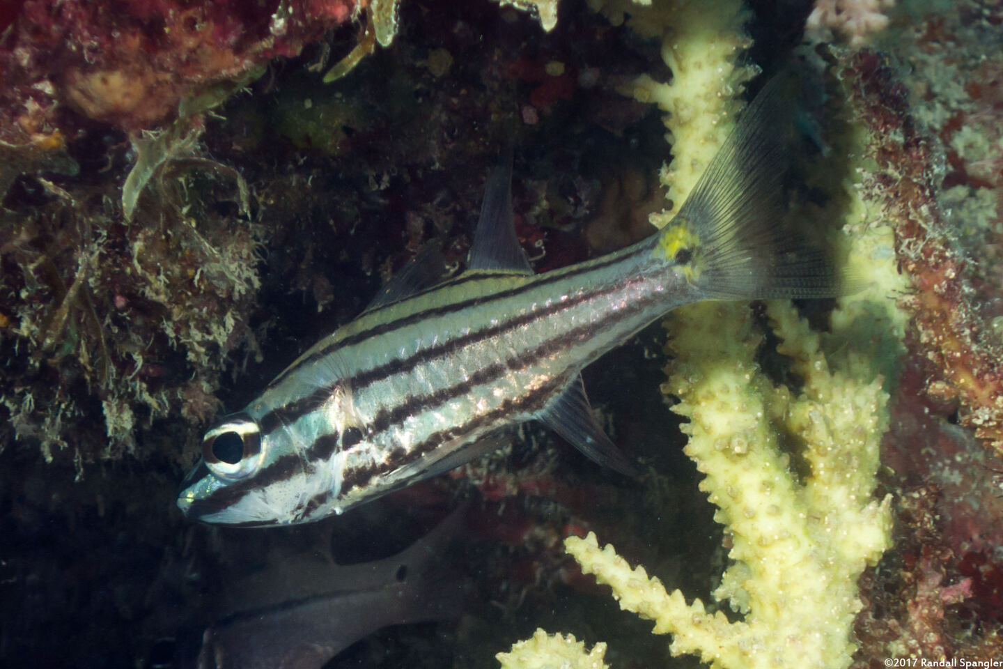 Cheilodipterus quinquelineatus (Fivelined Cardinalfish)