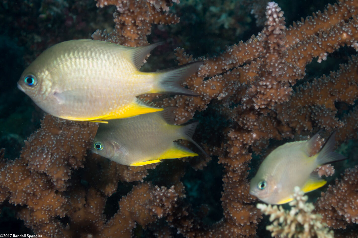 Amblyglyphidodon orbicularis (Orbicular Damsel)