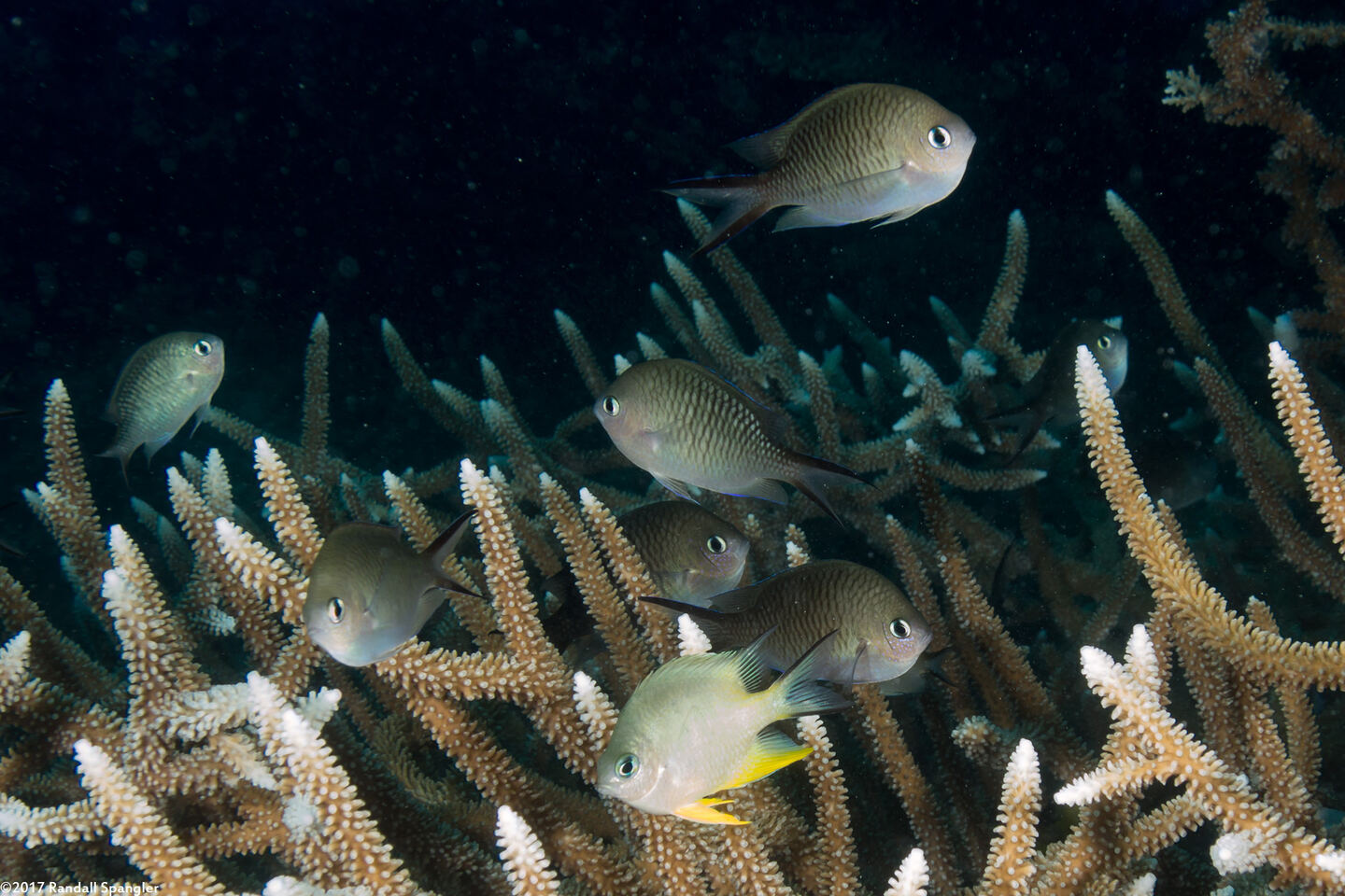 Chromis ternatensis (Ternate Chromis)