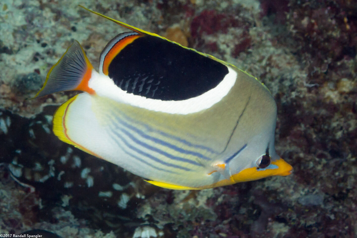 Chaetodon ephippium (Saddled Butterflyfish)
