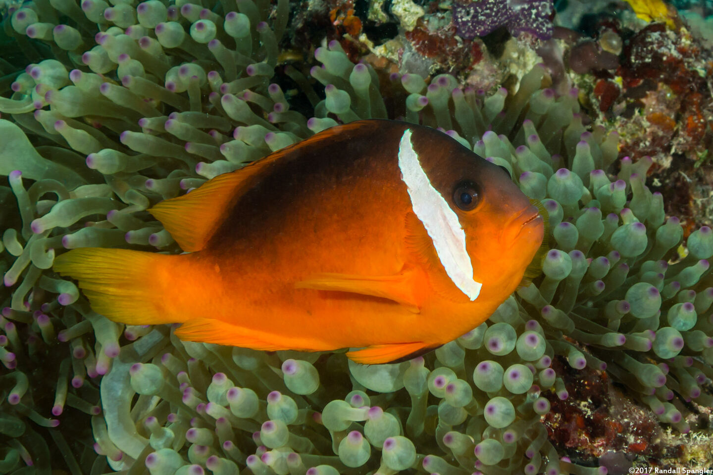 Amphiprion barberi (Fiji Anemonefish)