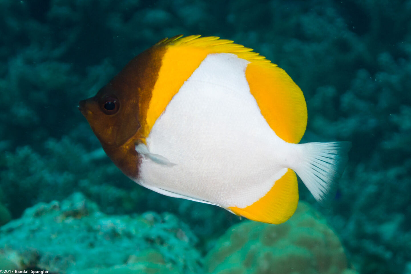 Hemitaurichthys polylepis (Pyramid Butterflyfish)