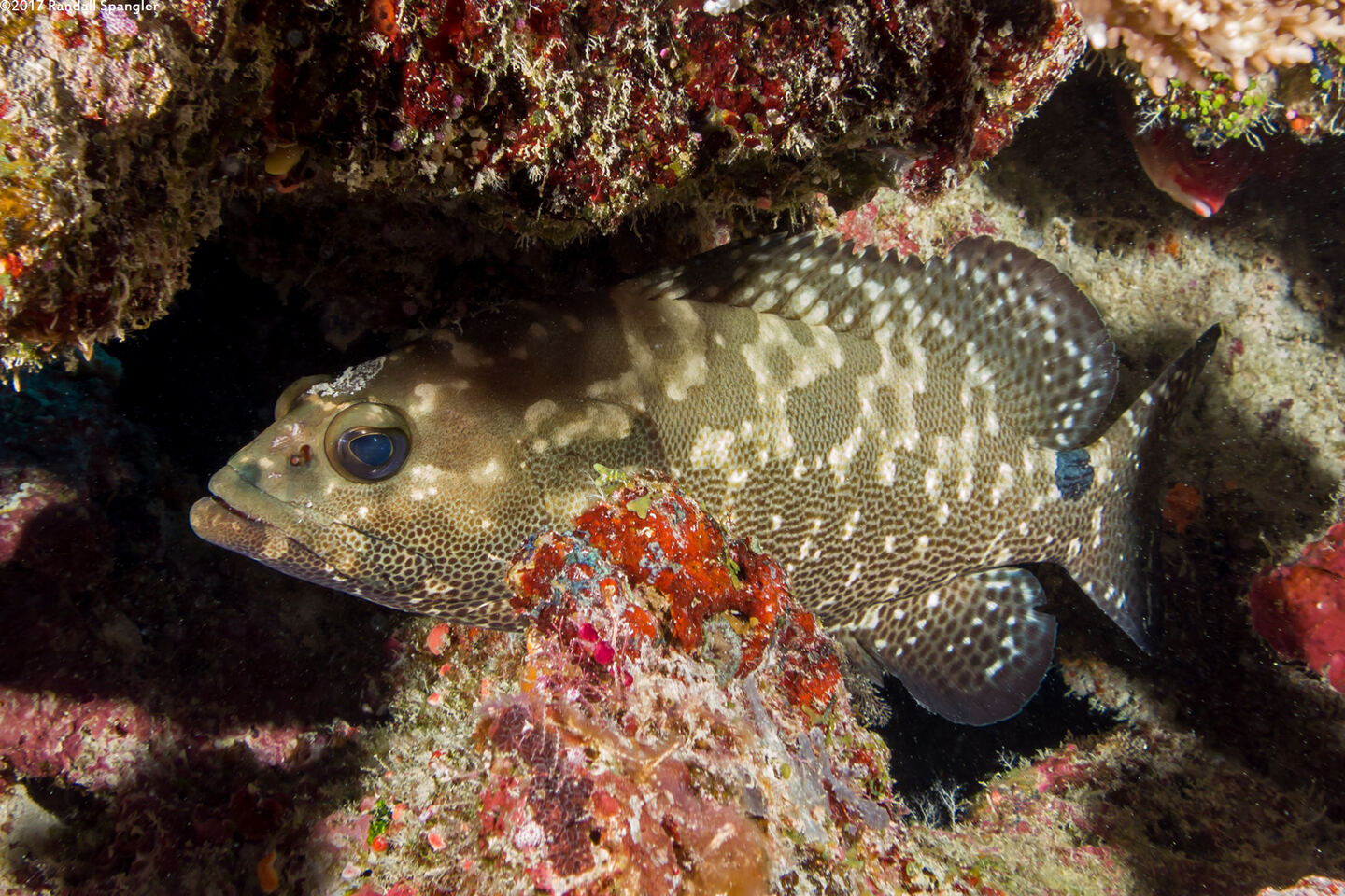 Epinephelus polyphekadion (Camouflage Grouper)