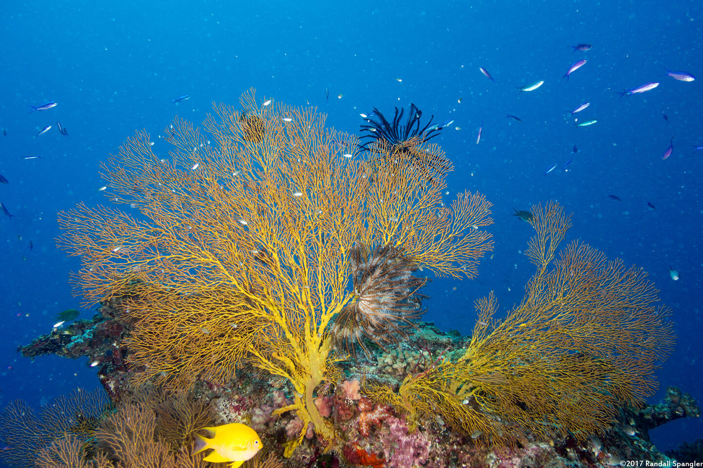 Subergorgia sp.1 (Subergorgia)