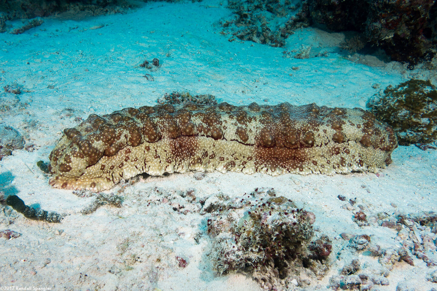Thelenota anax (Amberfish Sea Cucumber)
