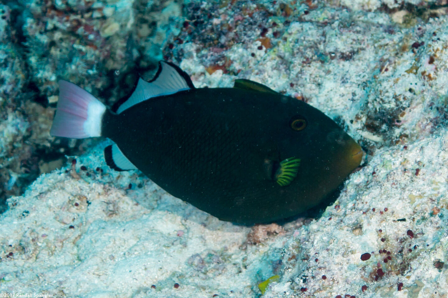Melichthys vidua (Pinktail Triggerfish)