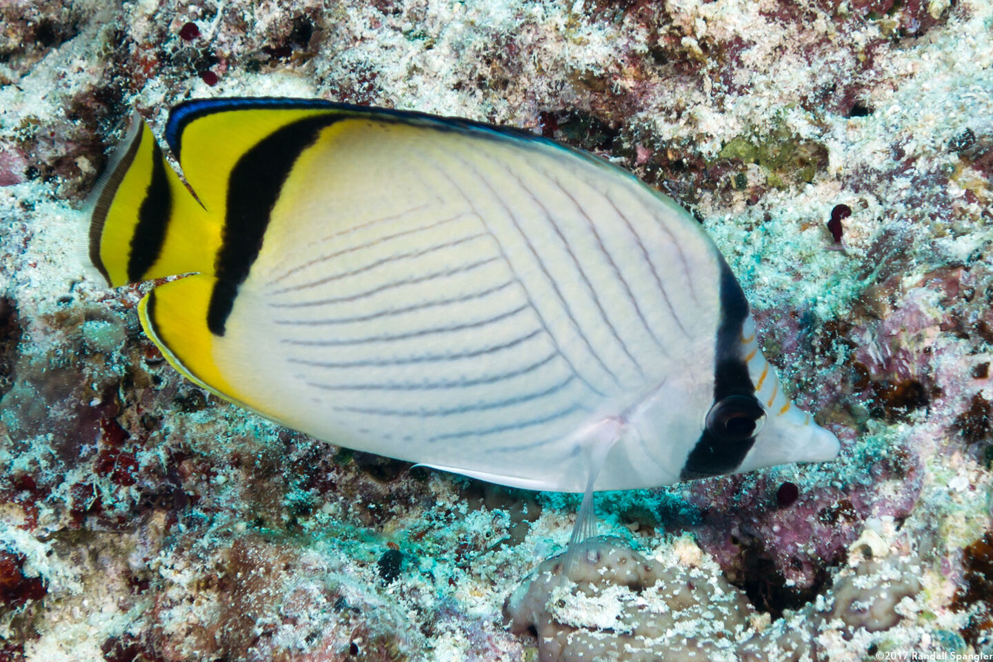 Chaetodon vagabundus (Vagabond Butterflyfish)