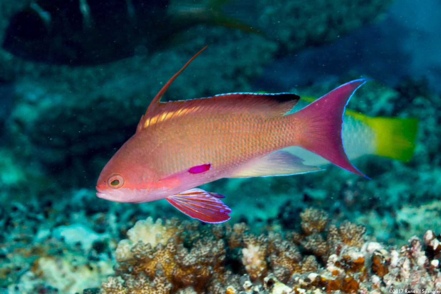 Pseudanthias squamipinnis (Scalefin Anthias)